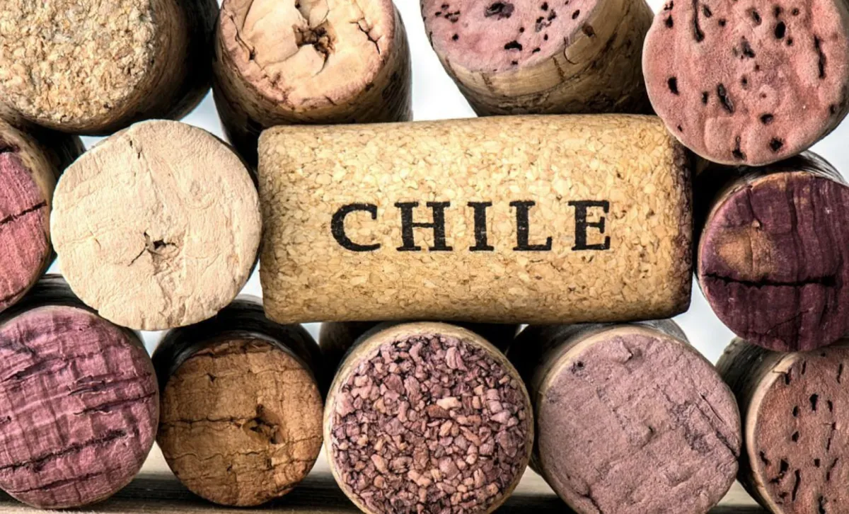 As antigas vinhas de Cabernet do Chile fazem sua estreia