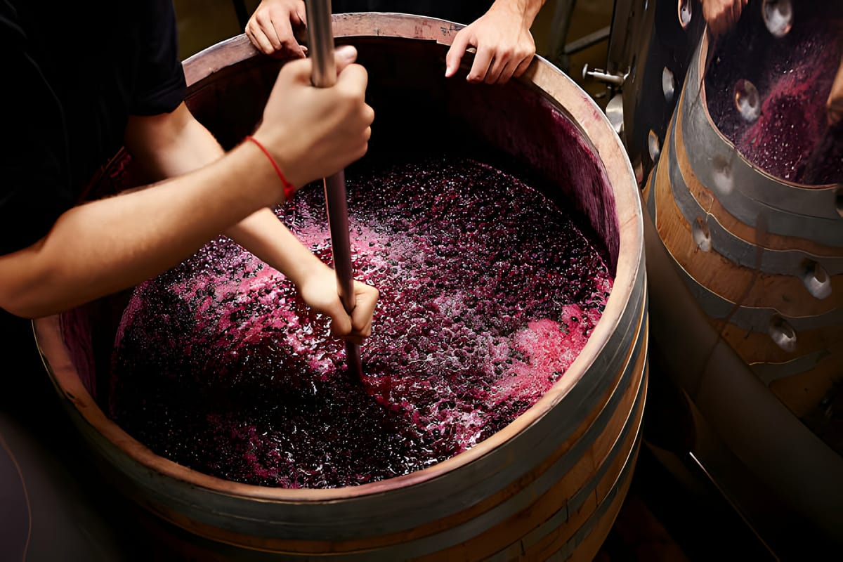 Qual é o processo de vinificação? Descubra todos os segredos da produção de vinho
