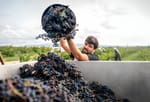 O Fascinante Mundo do Vinho: Descubra os Segredos do "Terroir"